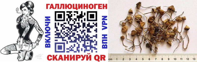 Псилоцибиновые грибы Psilocybine cubensis  Купить закладки  Бабушкин 